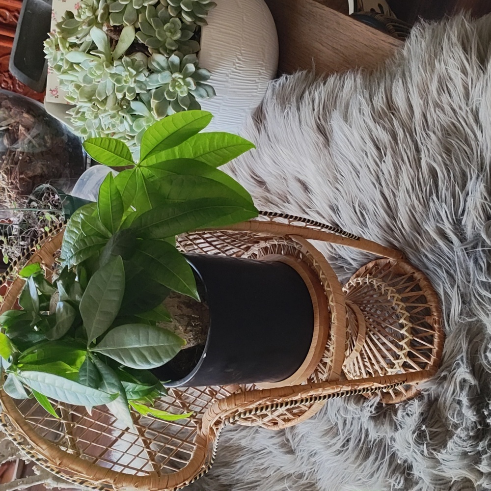 Boho Rattan Peacock 🦚 Chair - Large - Picture 4 of 4
